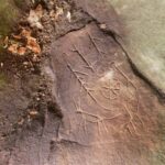 Sortie au Gâtinais oriental (1/4)   Sortie complète !