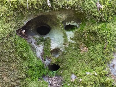 Compte Rendu des Sorties GERSAR de mars 2026 (Villemanoche et Pont-sur-Yonne)