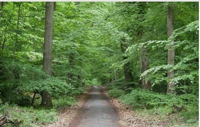 Fontainebleau, Forêt d&rsquo;Exception® : à proximité de Paris, une forêt des superlatifs.